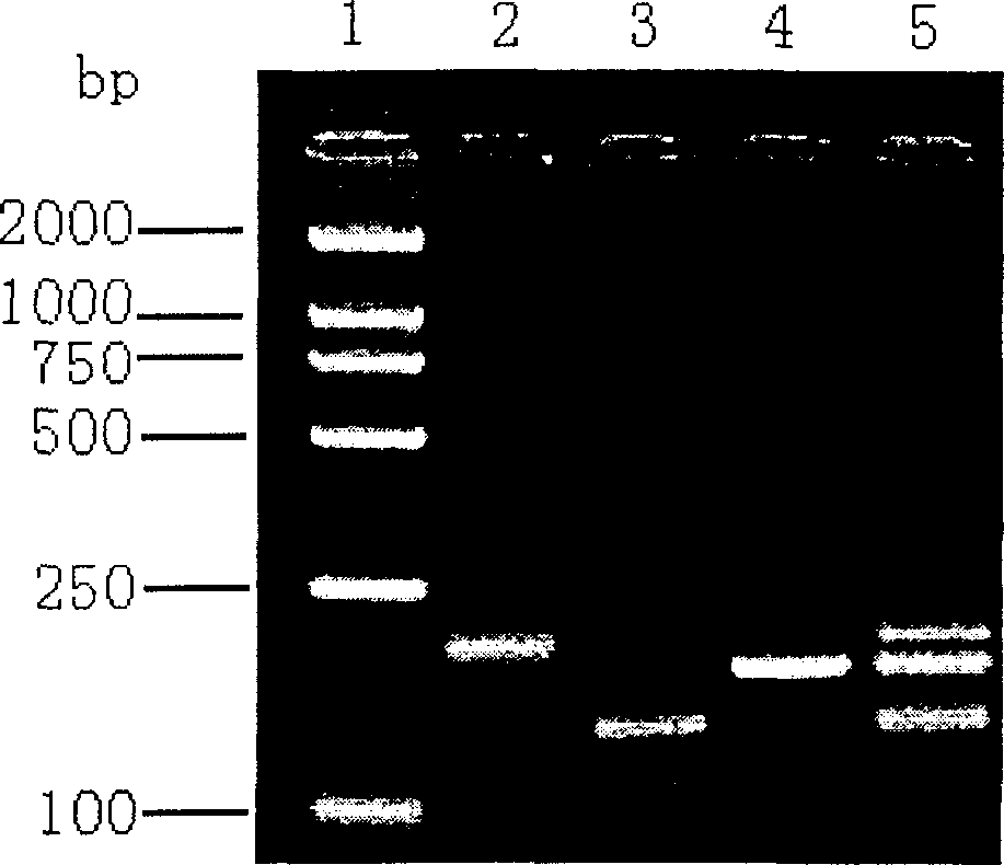 Membrane gene chip for simultaneous detection of three groups, A, B and C, of human rotaviruses and its prepn and application