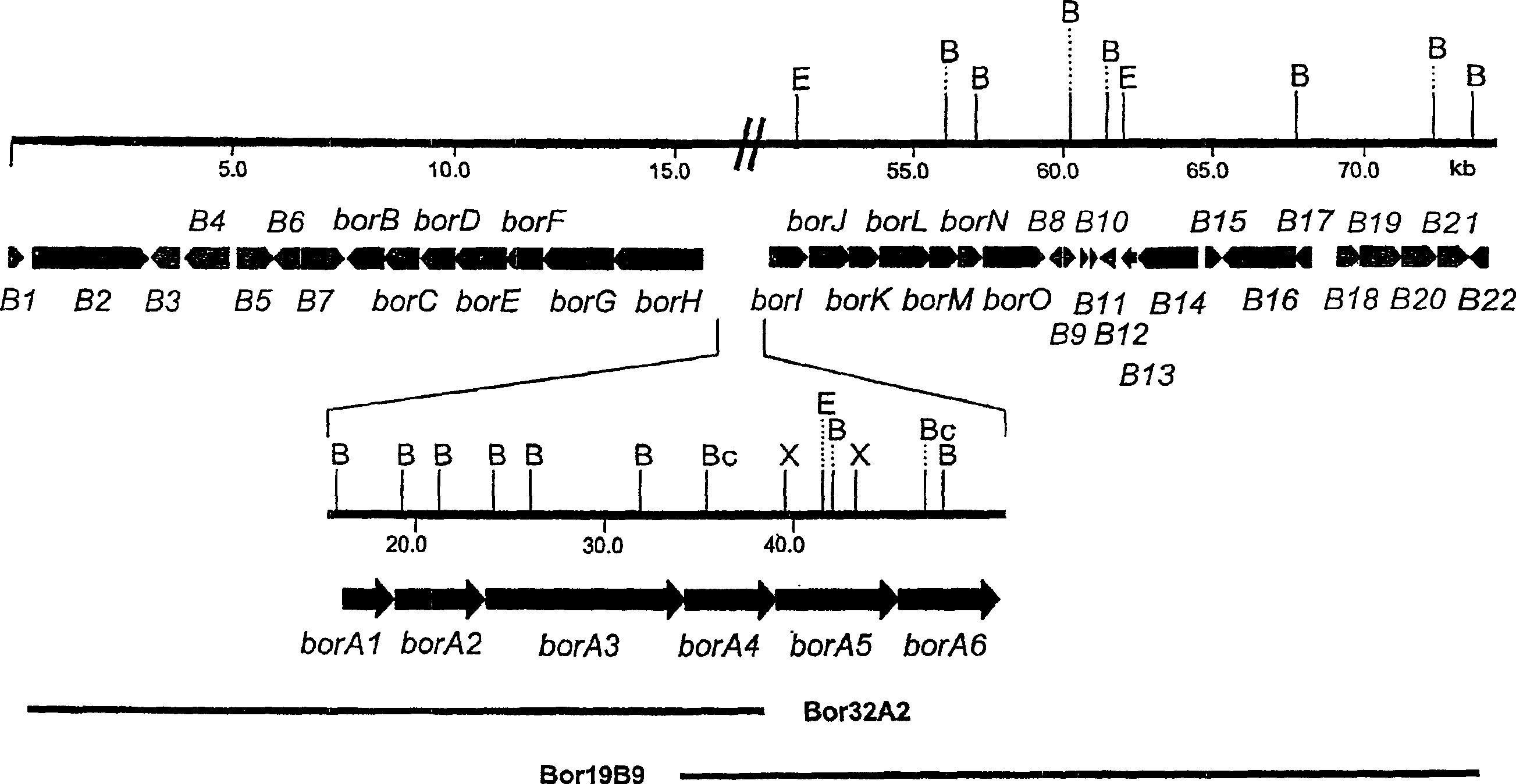 Borrelidin-producing polyketide synthase and its use