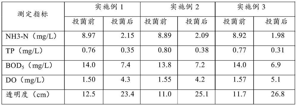 Compound microbial agent for black and odorous water treatment and preparation method thereof