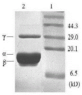 Method for preparing high-purity phycoerythrin through hydrophobic chromatography