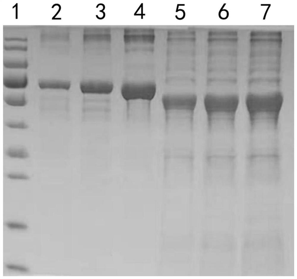 Type-B avian infectious coryza subunit vaccine as well as preparation method and application thereof