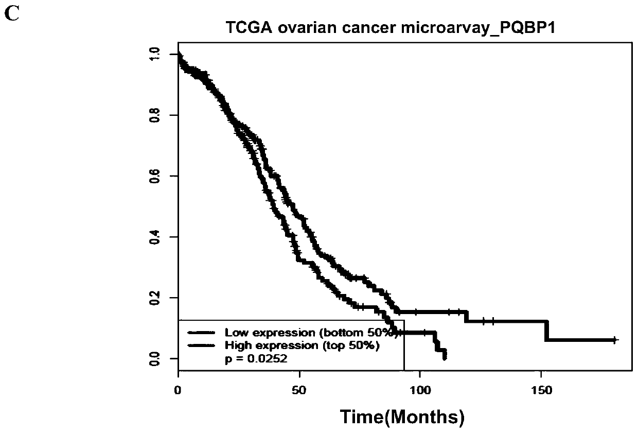 Application of PQBP1 in ovarian cancer diagnosis and treatment