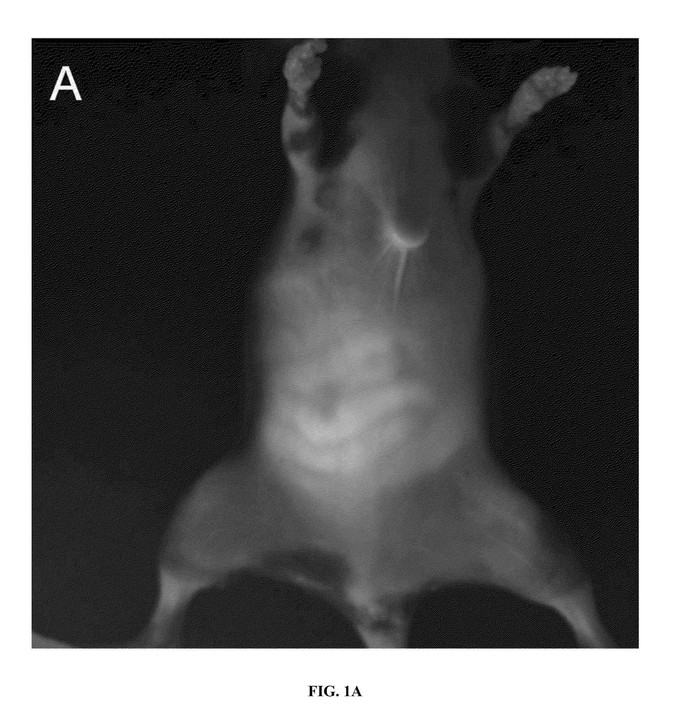 Methods and compositions for non-invasive, dynamic imaging of intestinal motility