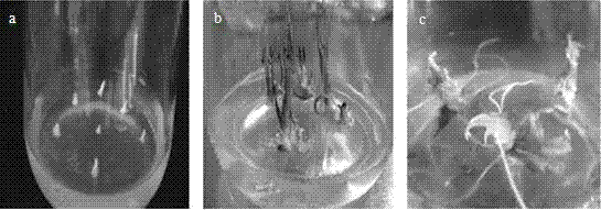 A kind of rapid propagation method of onion