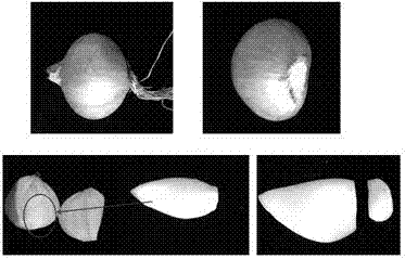 A kind of rapid propagation method of onion