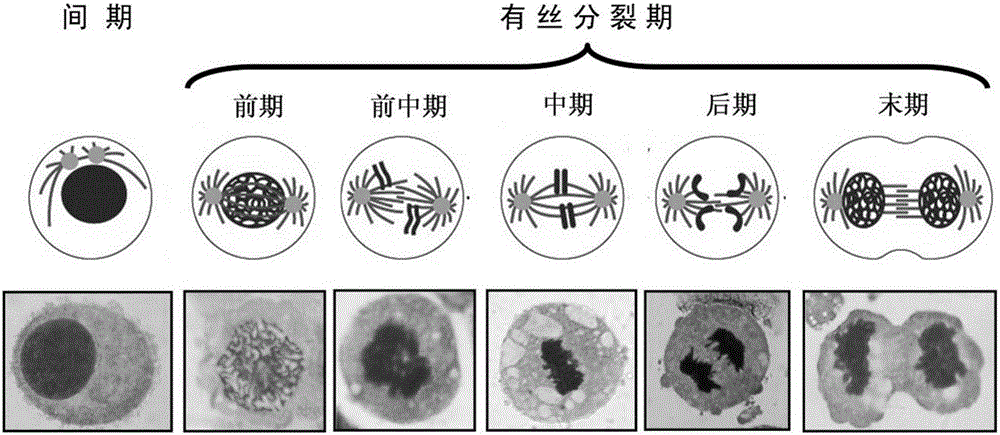 Method for detecting instability of human cell mitotic chromosomes in vitro