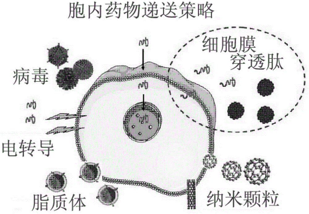 Cell-penetrating peptide hPP8 and application thereof