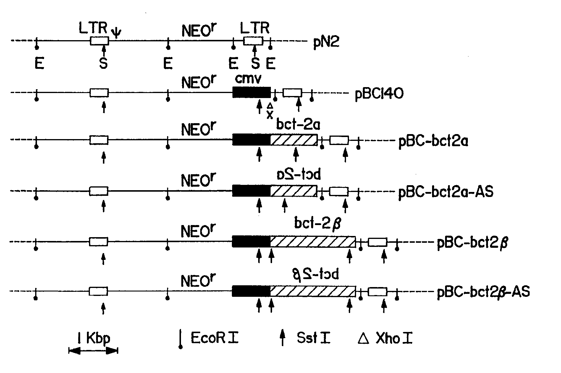 Methods of using bcl-2 for the therapeutic treatment and prevention of diseases