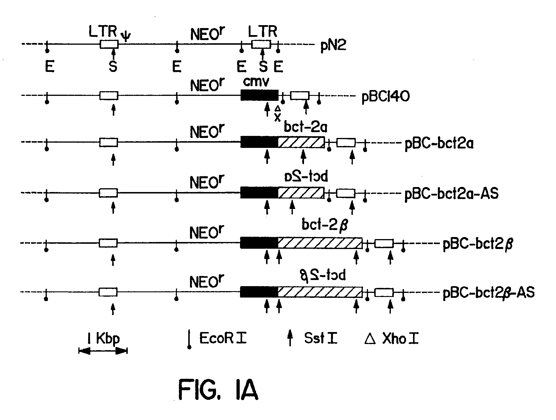 Methods of using bcl-2 for the therapeutic treatment and prevention of diseases