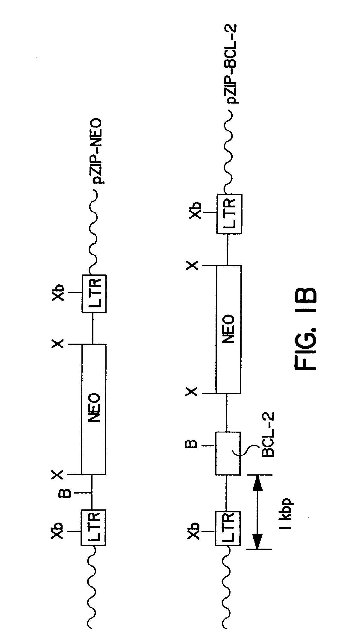 Methods of using bcl-2 for the therapeutic treatment and prevention of diseases