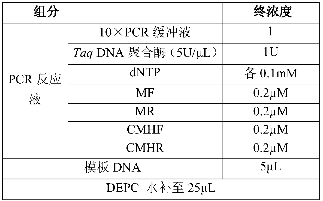 Primer and kit for detecting eperythrozoon suis, small eperythrozoon and undefined species eperythrozoon