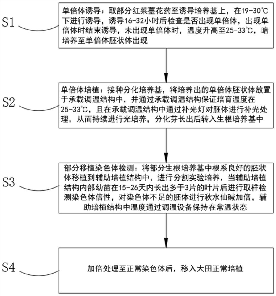 Haploid breeding device and breeding method for red flowering Chinese cabbage