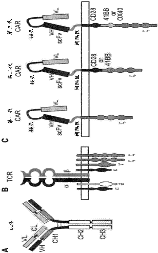 Ror1(ntrkr1)specific chimeric antigen receptors for cancer immunotherapy