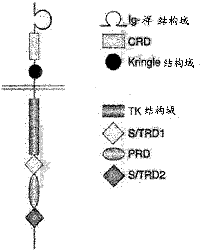 Ror1(ntrkr1)specific chimeric antigen receptors for cancer immunotherapy