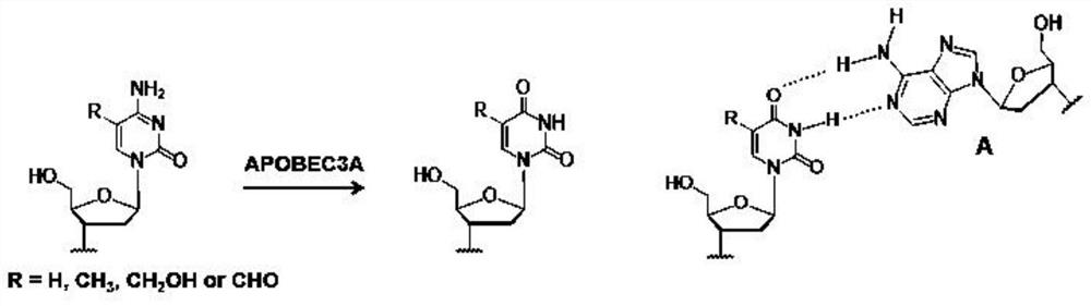 Deaminase-assisted method for single-base-resolution localization analysis of 5-carboxycytosine modifications in DNA