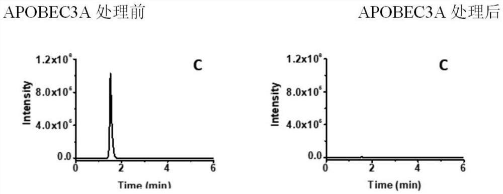 Deaminase-assisted method for single-base-resolution localization analysis of 5-carboxycytosine modifications in DNA