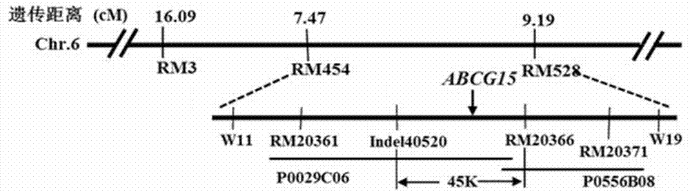 Method for obtaining rice sterile line by utilizing RNAi (Ribose Nucleic Acid interfere) technology to control rice fertile gene