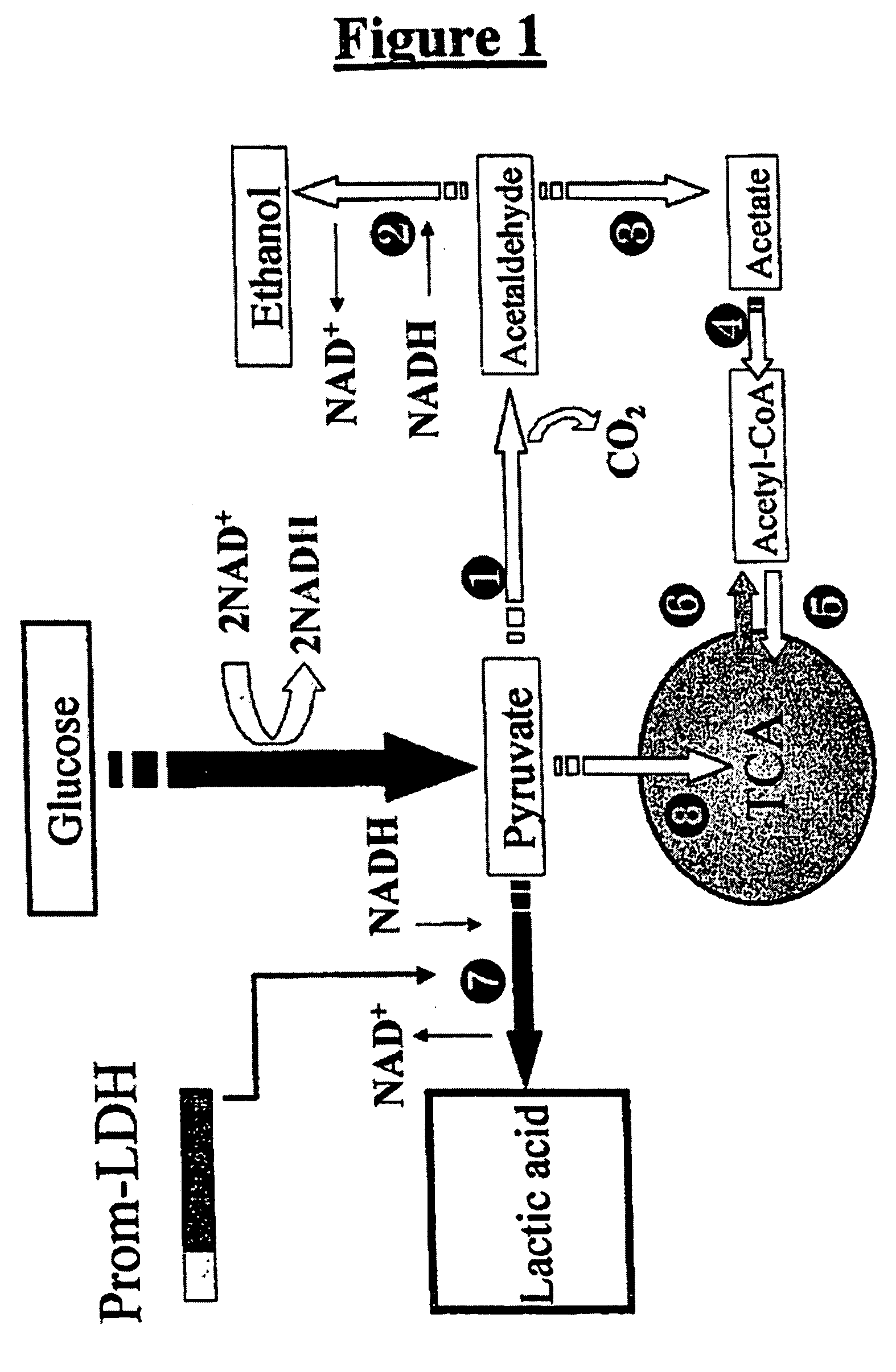 Production of D-lactic acid with yeast