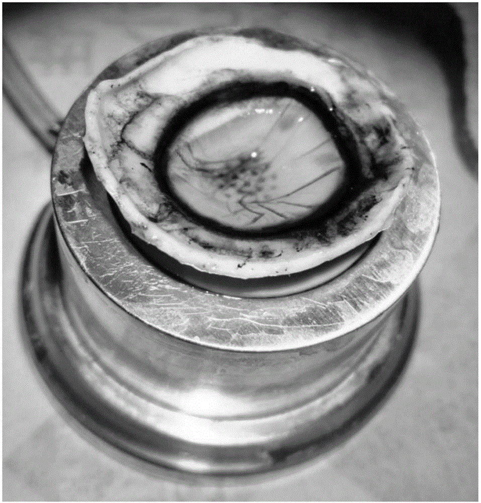 Graft for descemet's stripping endothelial keratoplasty and mechanical preparation method of graft