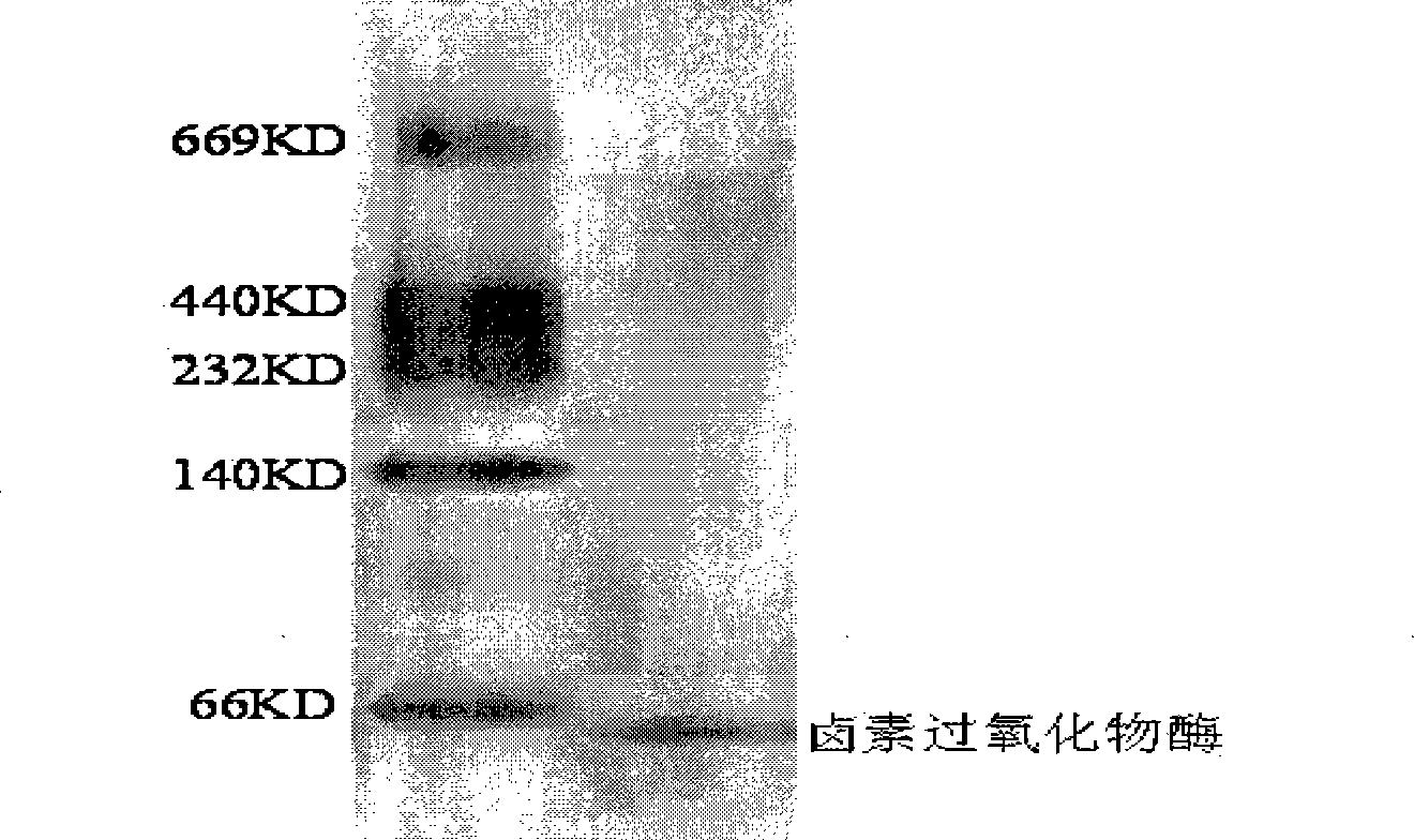 Separation and purification method of haloperoxidase