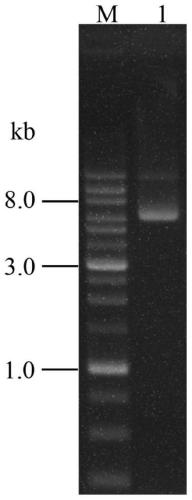 Dual-luciferase reporter gene vector of human TLR4 gene 3' untranslated region and building method and application thereof