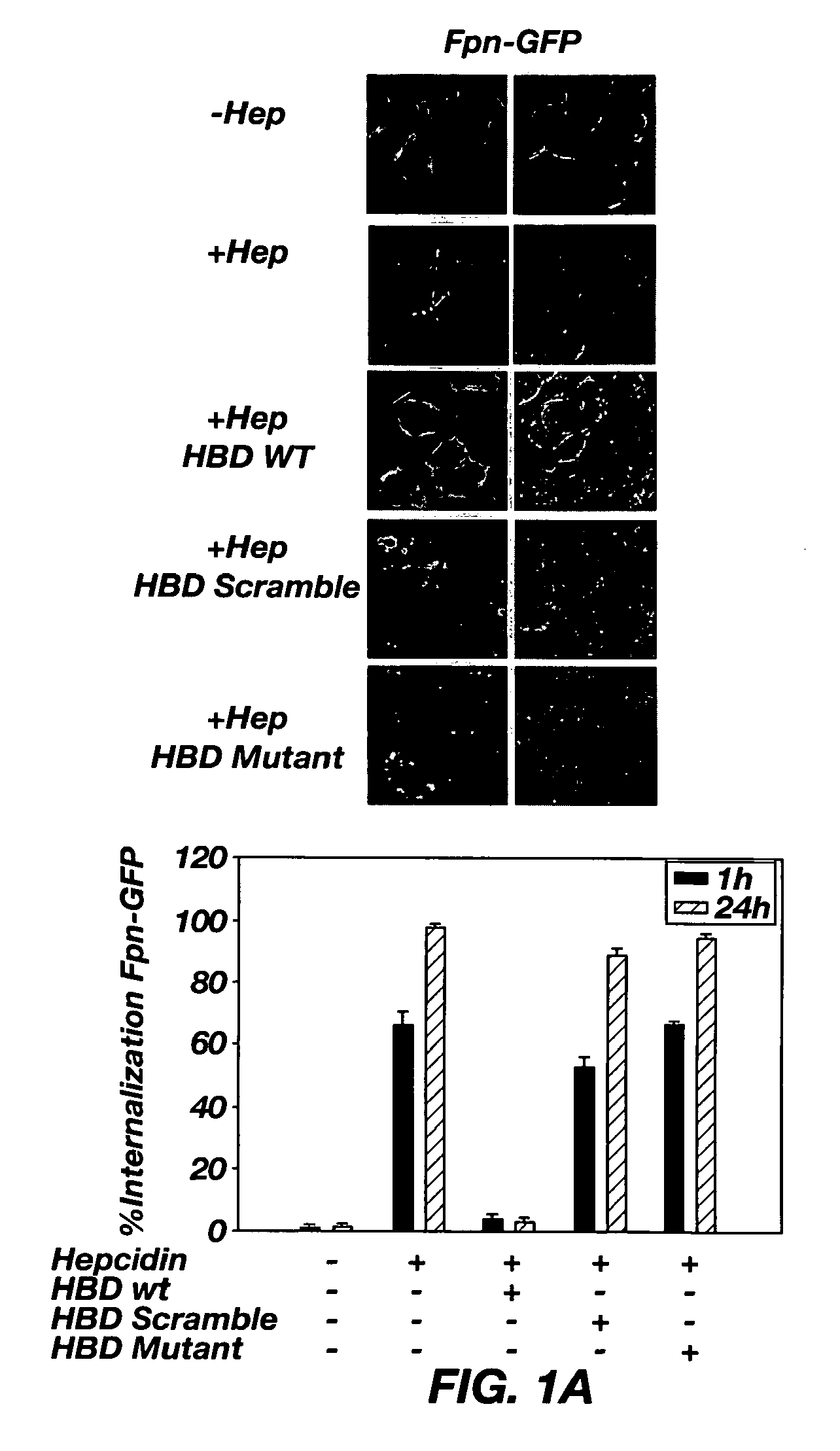 Identification of the hepcidin binding site on ferroportin