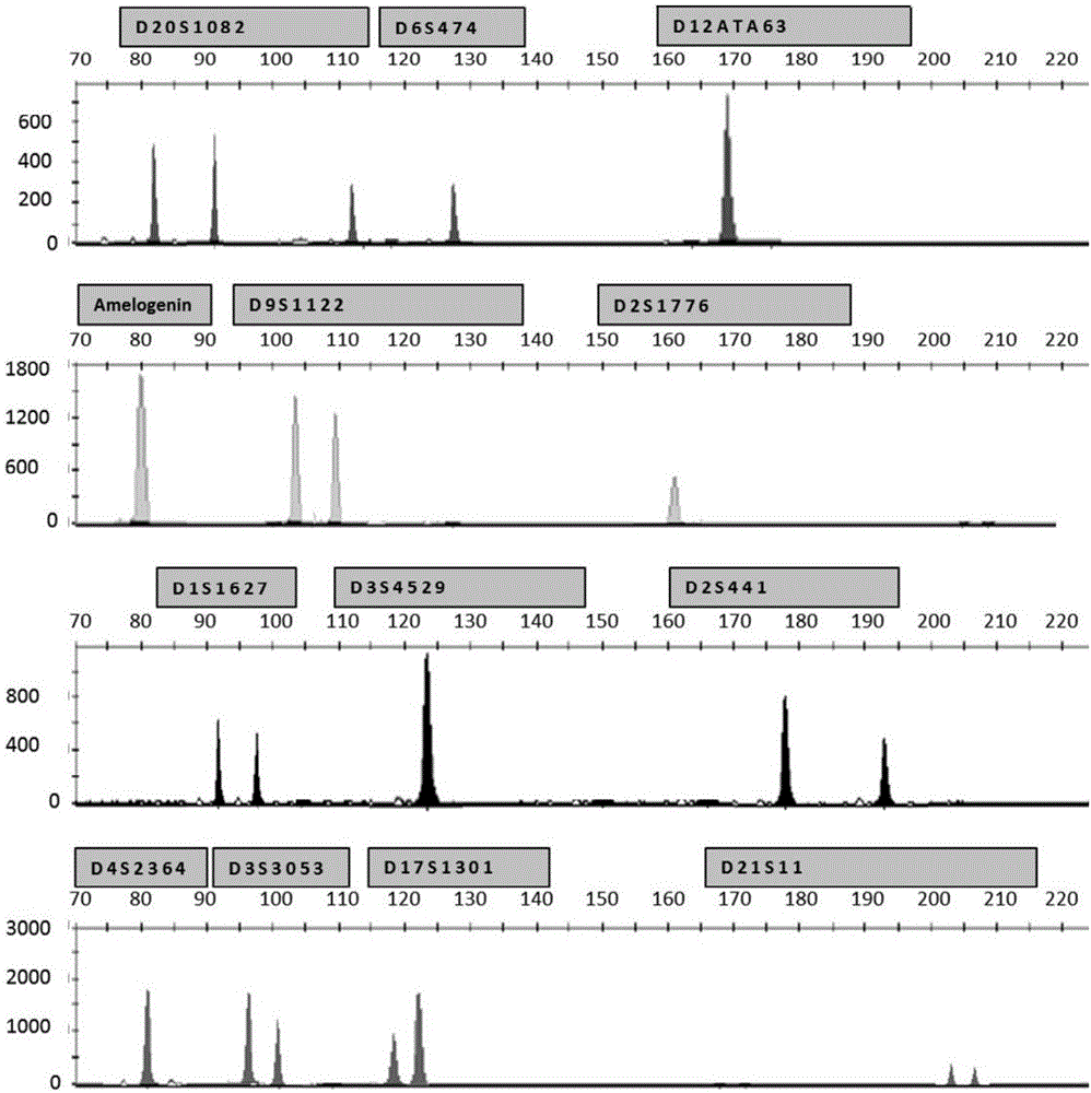 ZNA (zip nucleic acid) primer based STR (short tandem repeat) typing kit