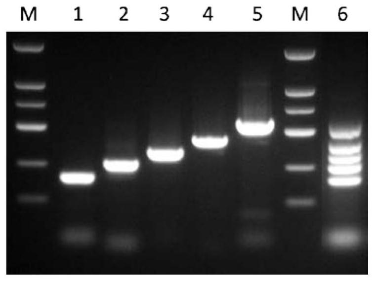 Multiplex PCR (Polymerase Chain Reaction) detection kit for garlic virus