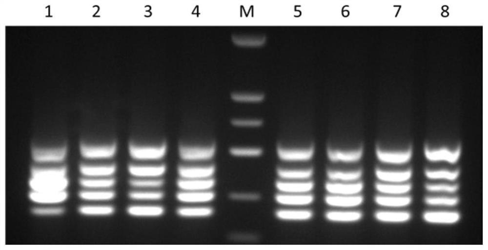 Multiplex PCR (Polymerase Chain Reaction) detection kit for garlic virus