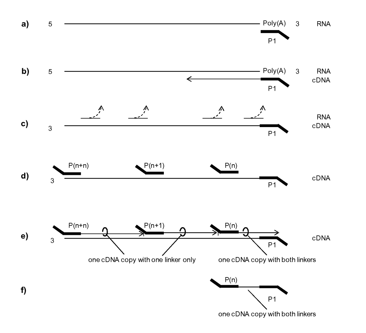 Copy number preserving RNA analysis method