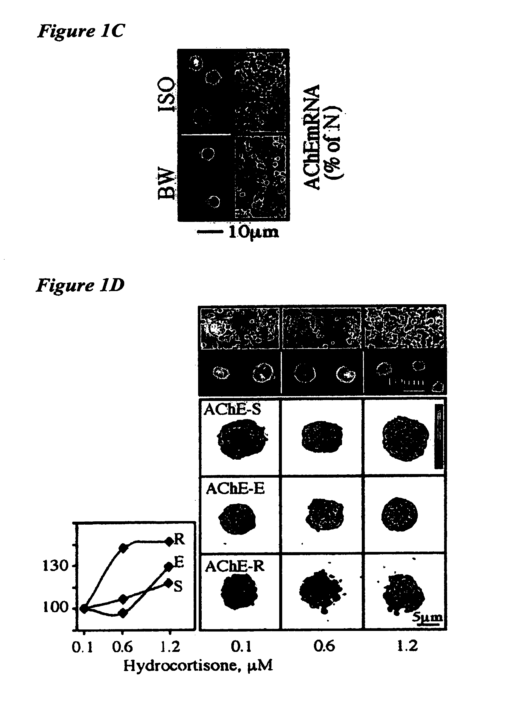 Acetylcholinesterase-derived peptides and uses thereof