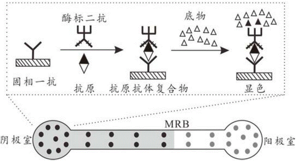 Quantitative enzyme-linked immunoabsorbent assay method based on moving reaction boundary electrophoresis titration