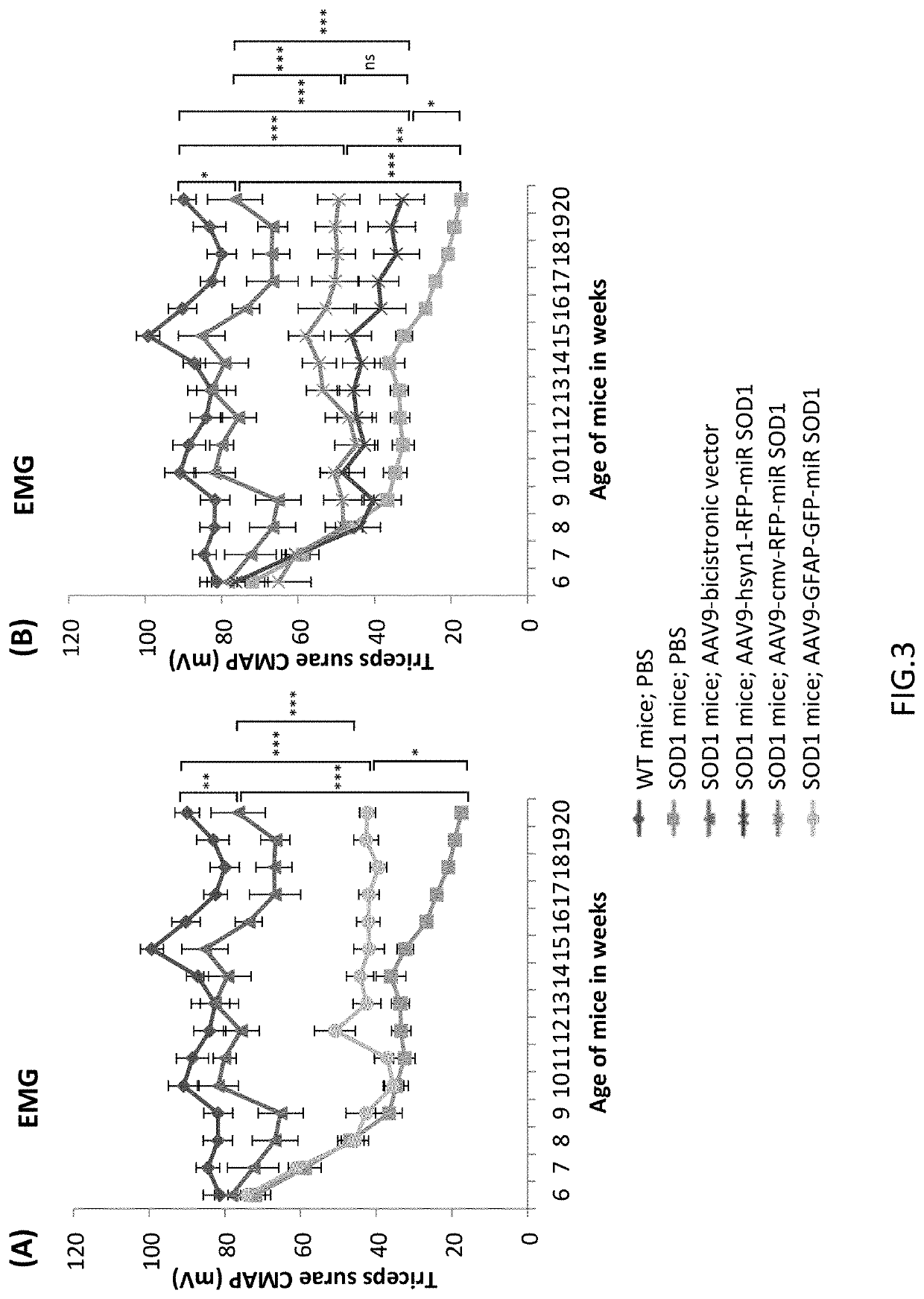 Bicistronic AAV vector for RNA interference in ALS