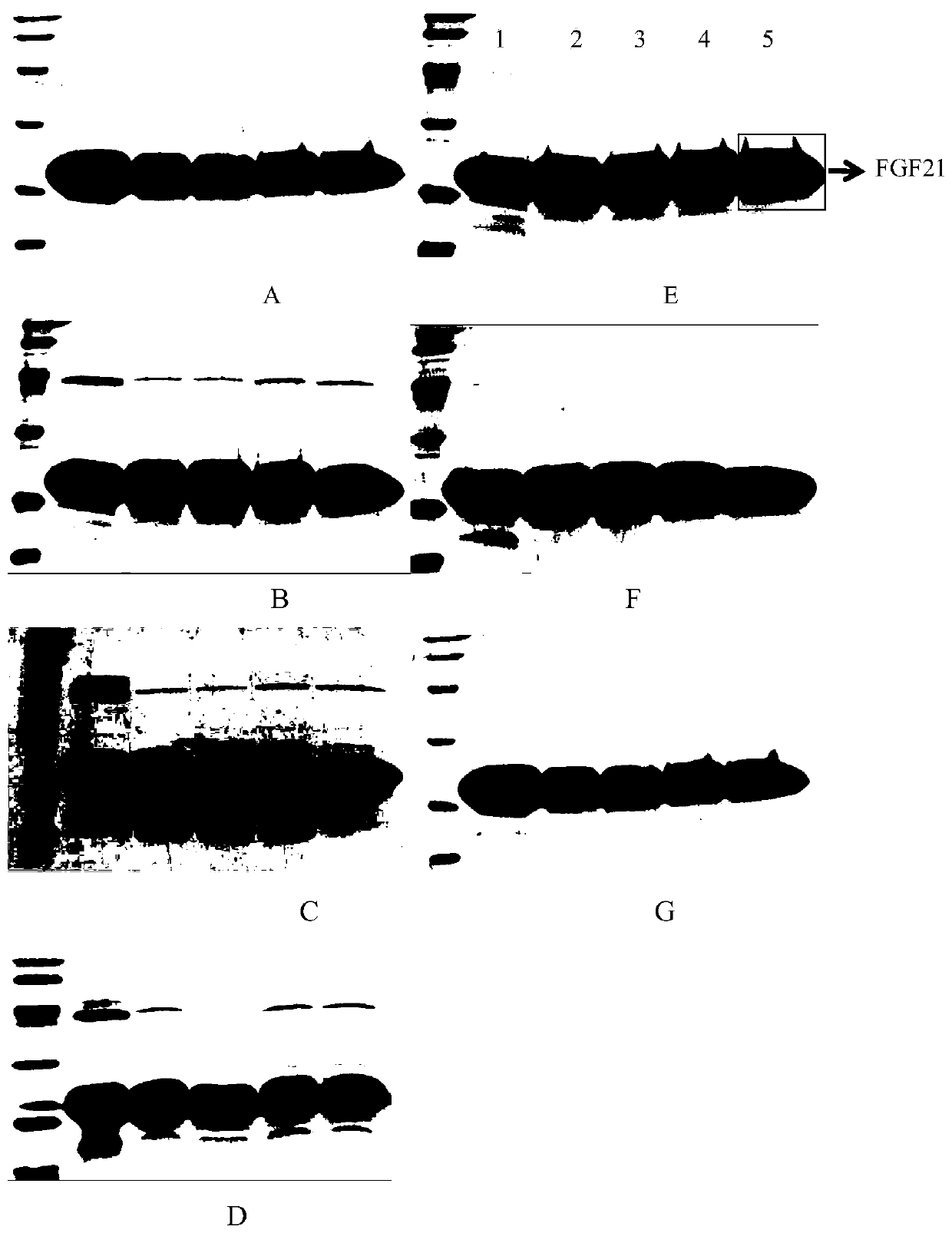 Human fgf21 lyophilized preparation