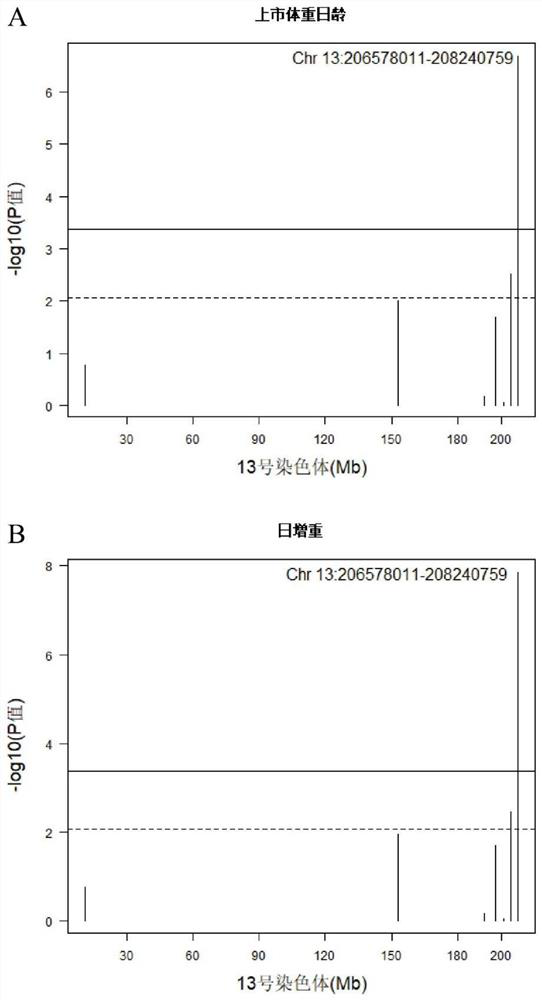 A Molecular Marker of Copy Number Variation on Pig Chromosome 13 Affecting Market Weight Age and Daily Gain and Its Application