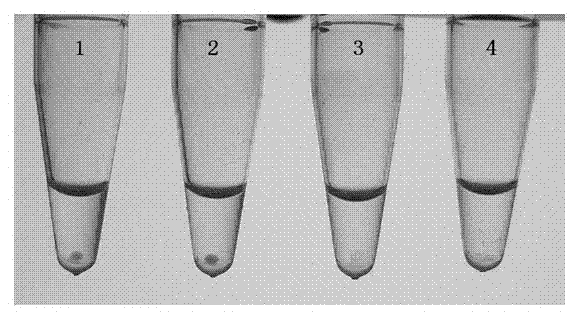 Rapid detection method for enterococcus, detection primer group and detection kit