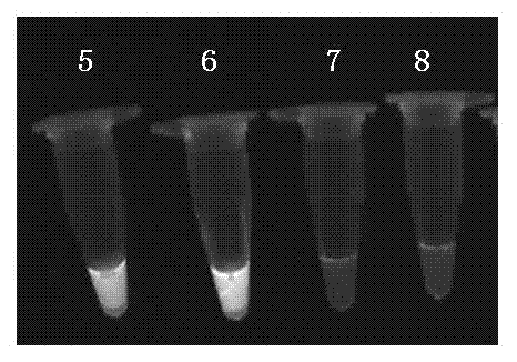 Rapid detection method for enterococcus, detection primer group and detection kit