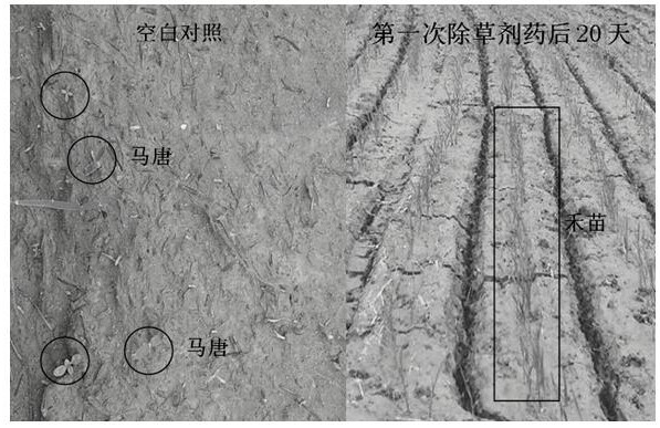 Safeners and applications for the protection of cereal crops