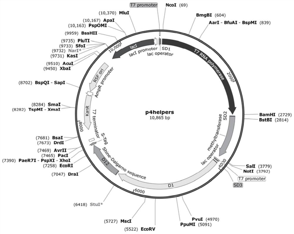 Method for preparing recombinant eukaryotic mRNA by using prokaryotic transcription system and application thereof