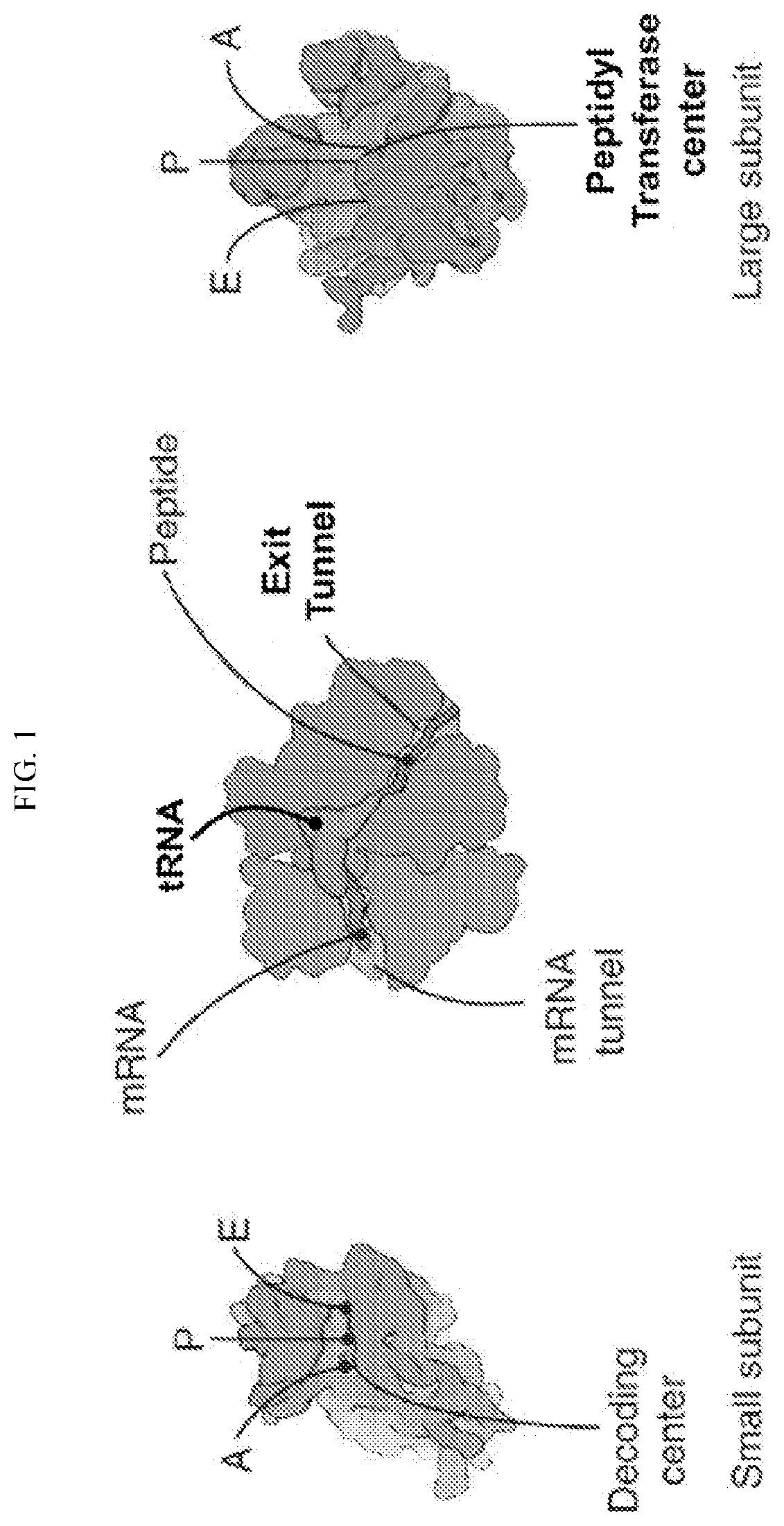 Transfer RNA ligand adduct libraries