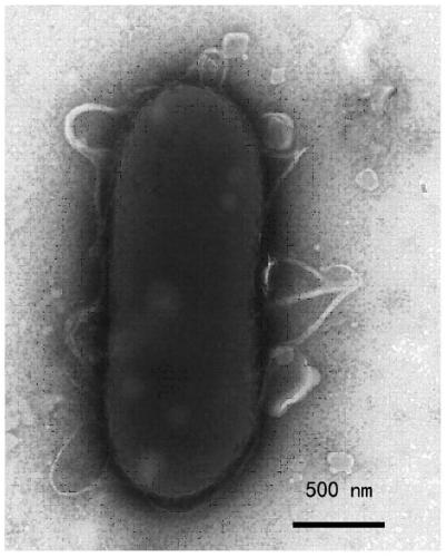 A bacterial strain for degrading phenolic compounds and its application