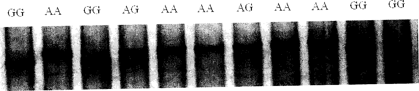 Method for detecting chicken fatty character