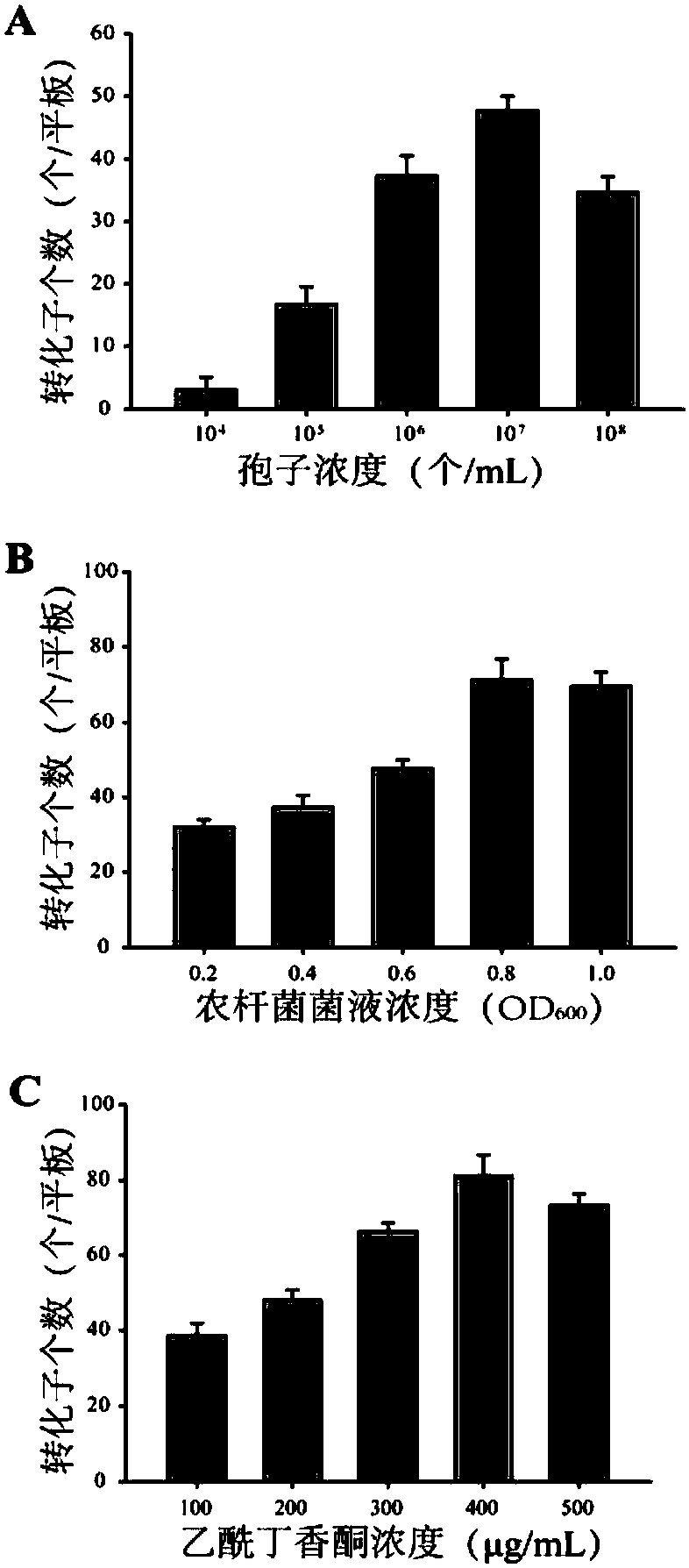 Construction method for endophytic fungus efficient genetic system and application thereof