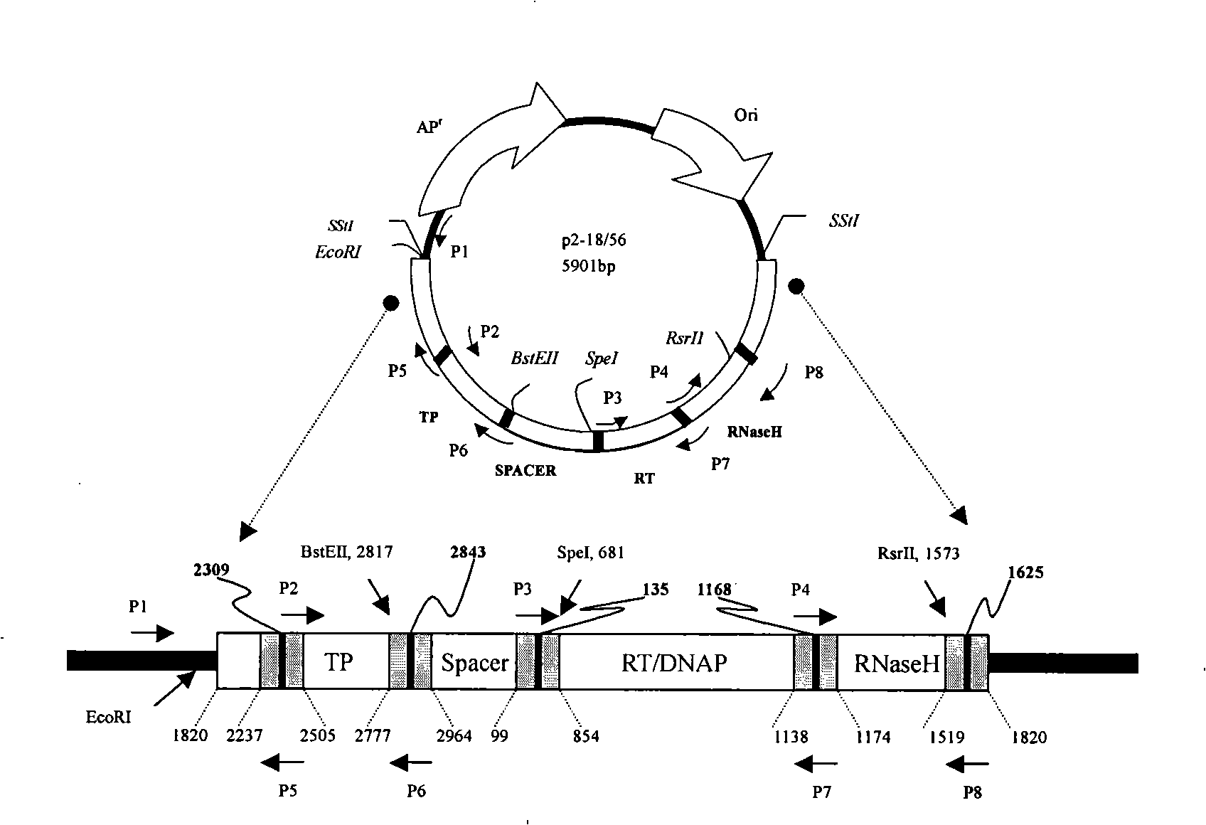 figure-1-from-serum-hepatitis-b-virus-dna-levels-correlate-with-long