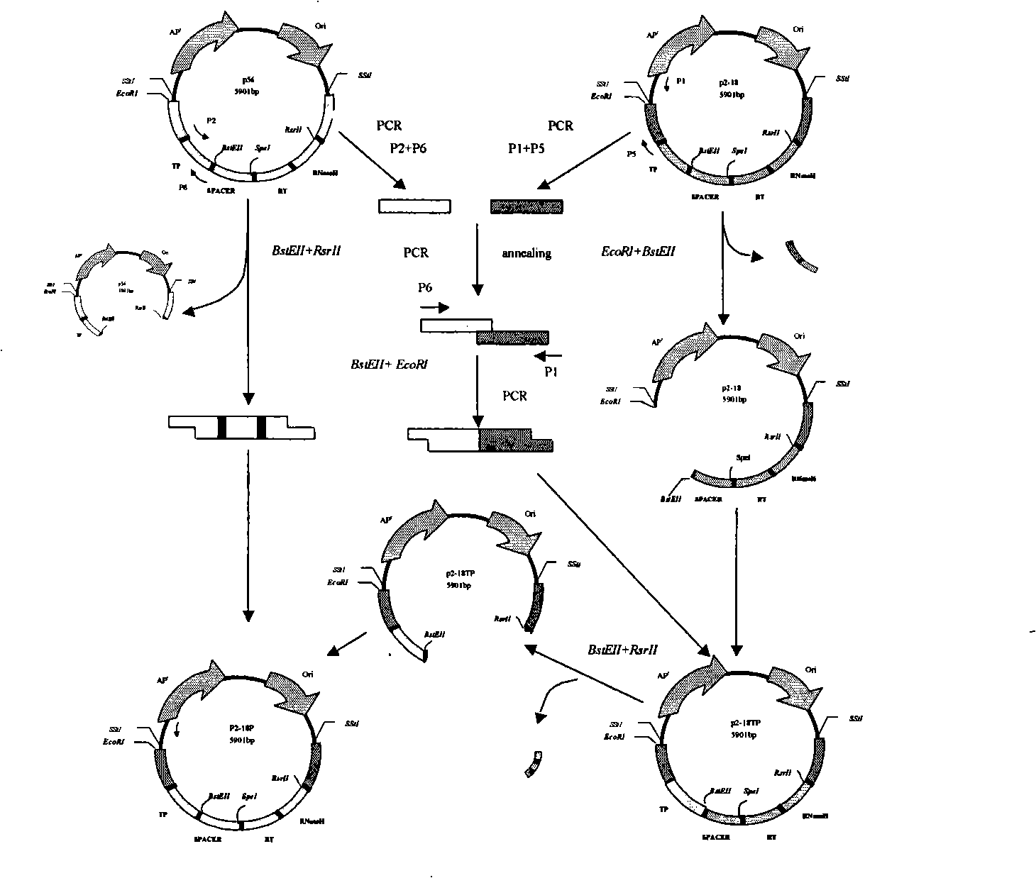 Hepatitis B virus complete-genome polymerase chimera and its construction process and application