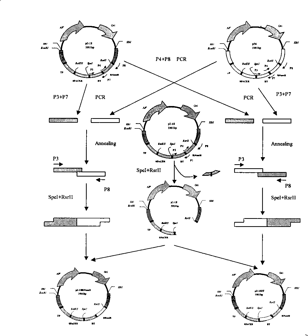 Hepatitis B virus complete-genome polymerase chimera and its construction process and application