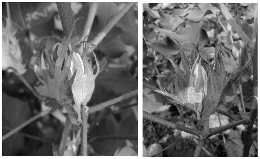 Artificial Pollination Method for Cotton Hybrid Breeding