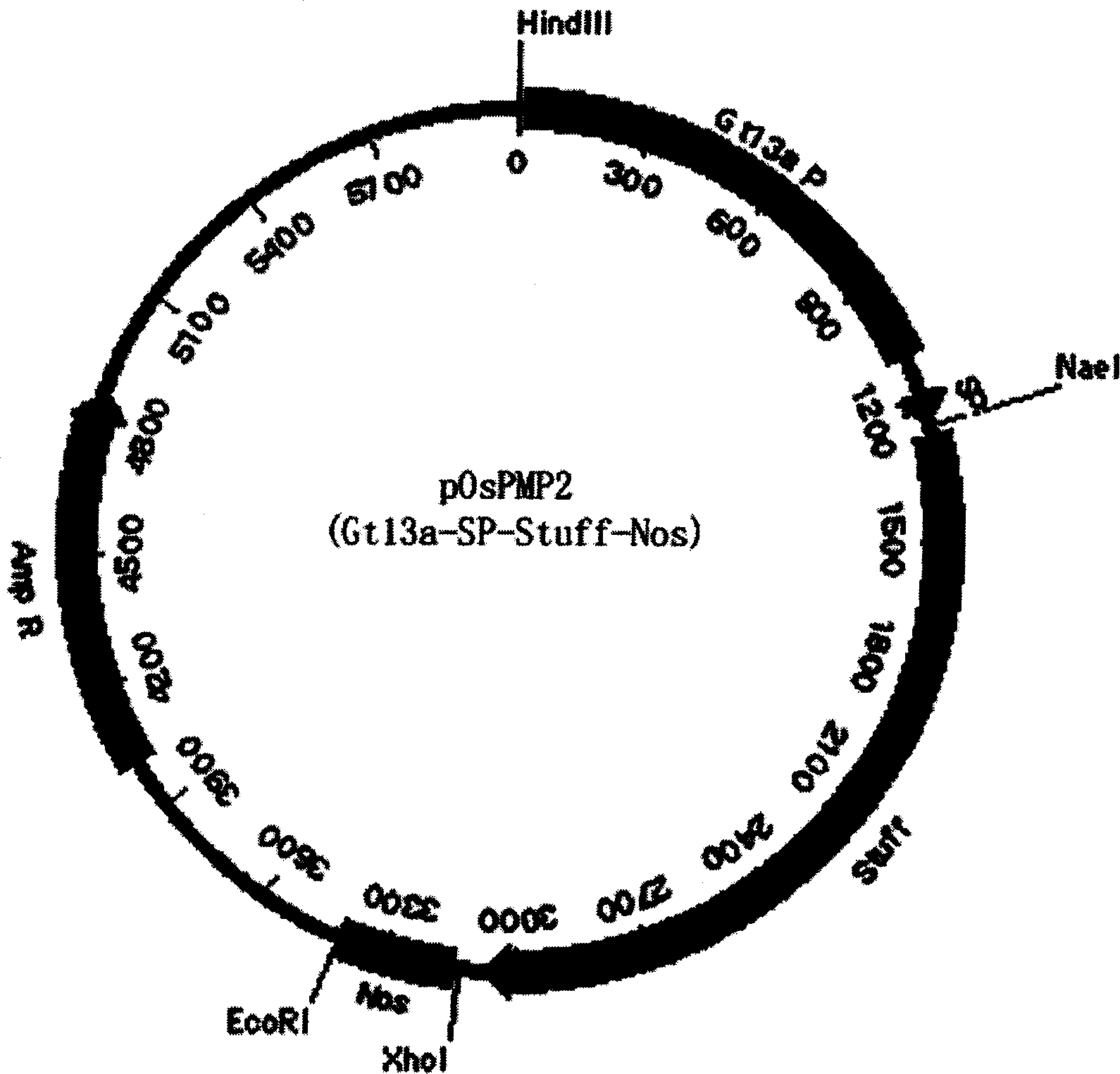 Method and uses for expressing polypeptide in endosperm using cereal non-storage protein as fusion vector