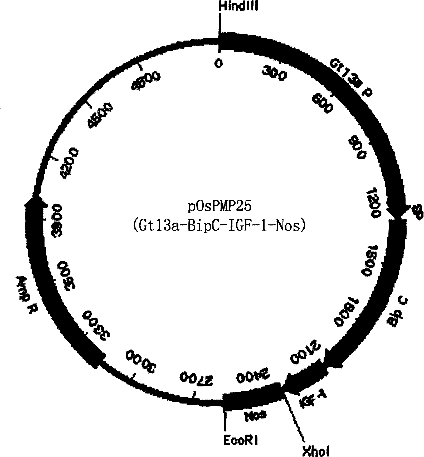 Method and uses for expressing polypeptide in endosperm using cereal non-storage protein as fusion vector