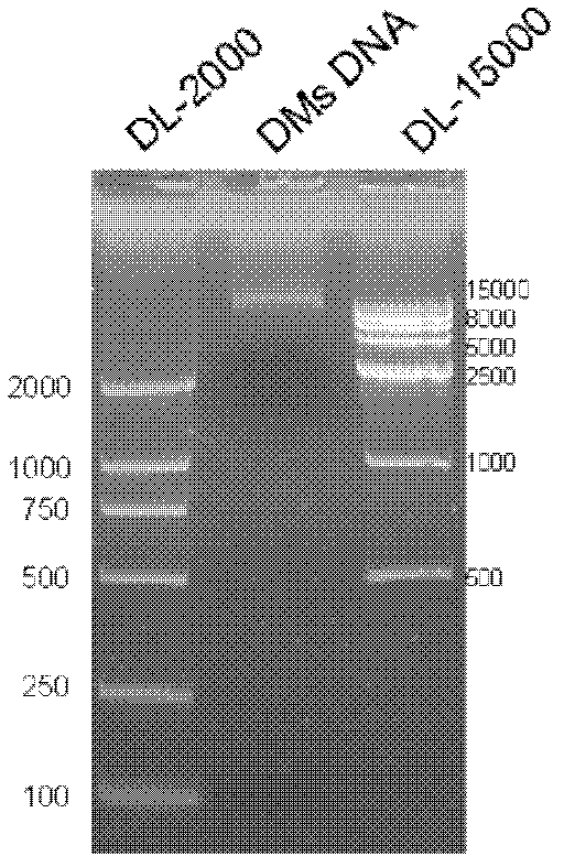 Method for determining double minute chromosome sequences in human ovarian carcinoma cell line UACC-1598